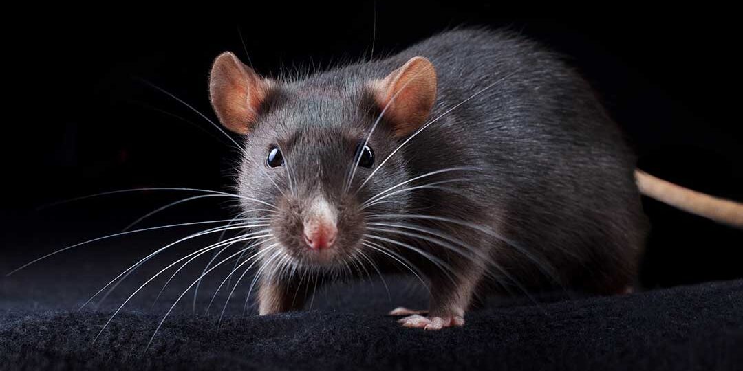 Ratos - Veja como facilmente um rato pode entrar na sua casa, seja